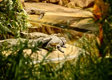 The crocodile farm