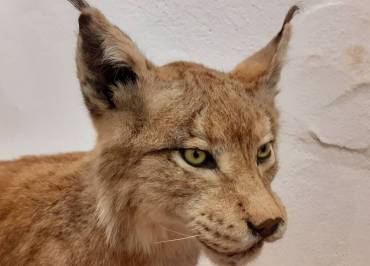 Museum Requien - Lynx