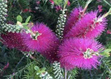 Callistemon au Jardin Zoologique Tropical à La Londe les Maures