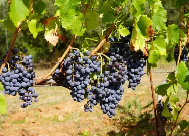 Domaine du Deffends