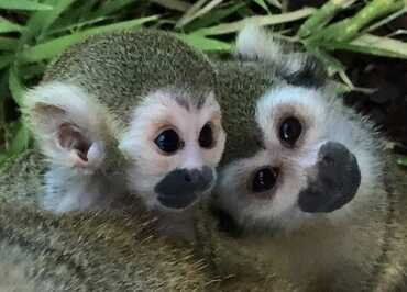 Les singes écureuil au Jardin Zoologique Tropical à La Londe les Maures