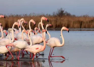Ornithological park of Pont de Gau
