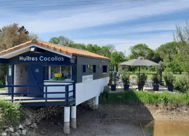 Huîtres Cocollos