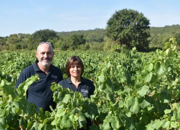 Vignoble