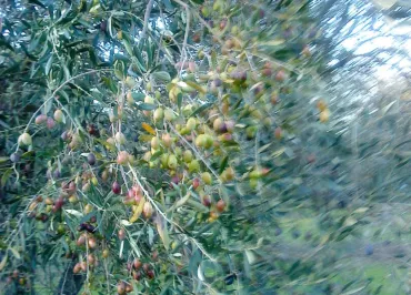 Pietra Macchja