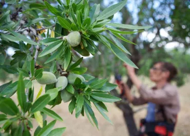 Amandes Bio