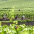 Le Tour de Bourgogne by bike Le Tour de Bourgogne by bike