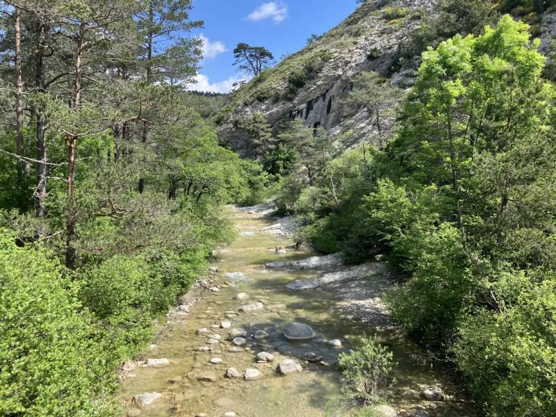 En forêt de Sallagriffon - GT des Préalpes d'Azur