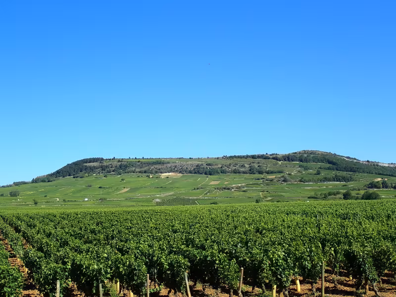 Vignes sur les coteaux de Santenay