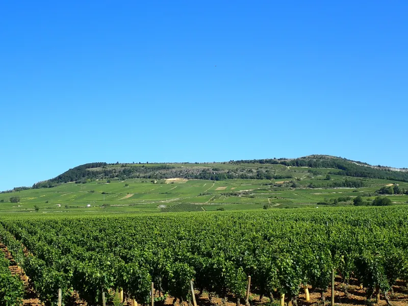 Vignes sur les coteaux de Santenay