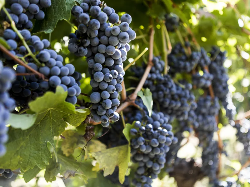 Vignes du Domaine des Iles