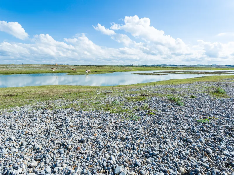 La Réserve avifaune du Hable d'Ault