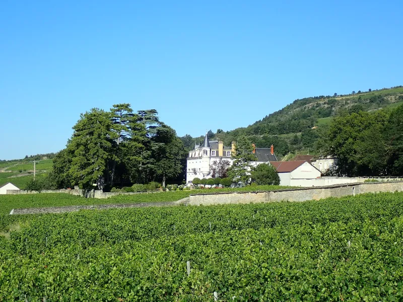 Santenay : vignes