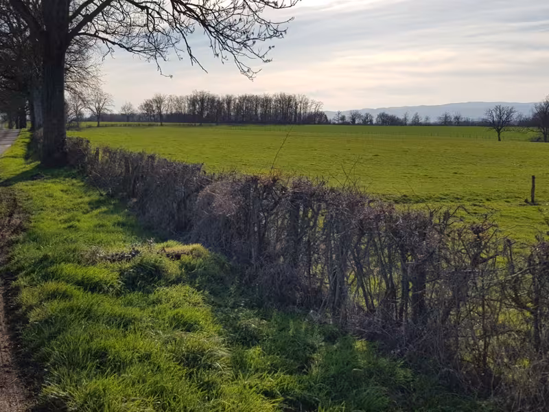 Route dans le bocage entre Pouilly-sur-Charlieu et Grand Couverte