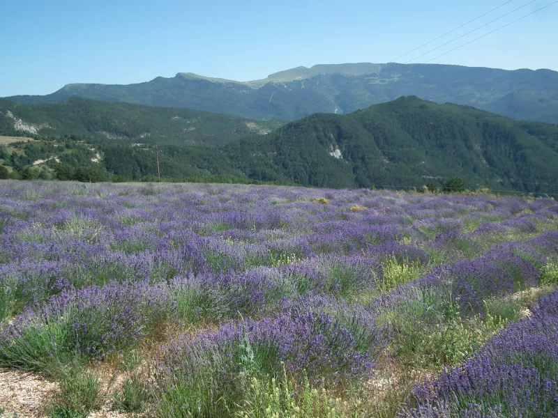 Lavandes à Valdrôme