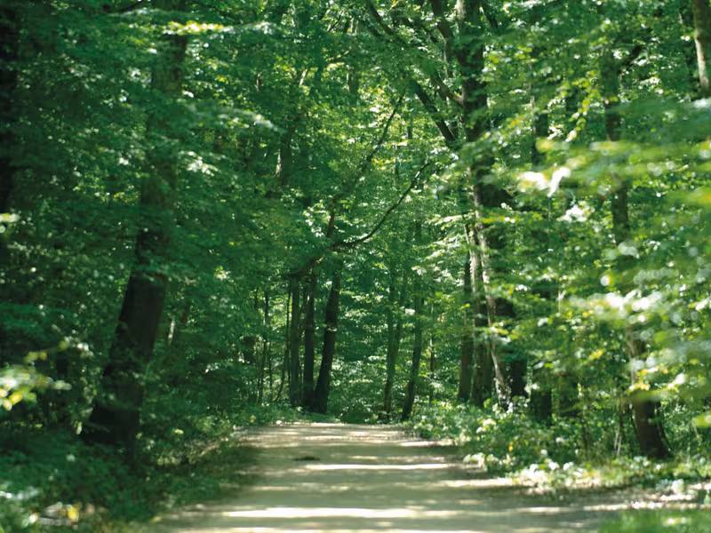 Balade à vélo à travers la forêt de Lespinasse