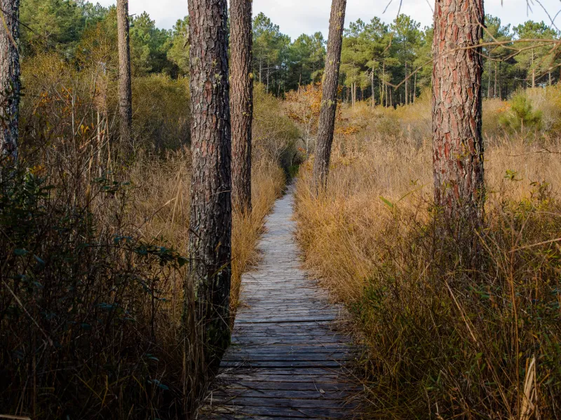 Seignosse - Etang noir - balade sur la passerelle