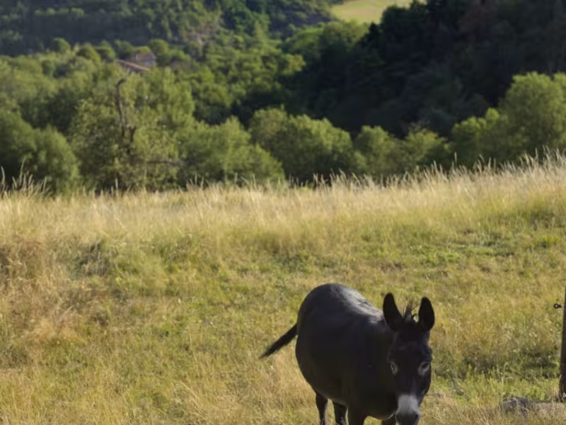 Vallée de Deûme