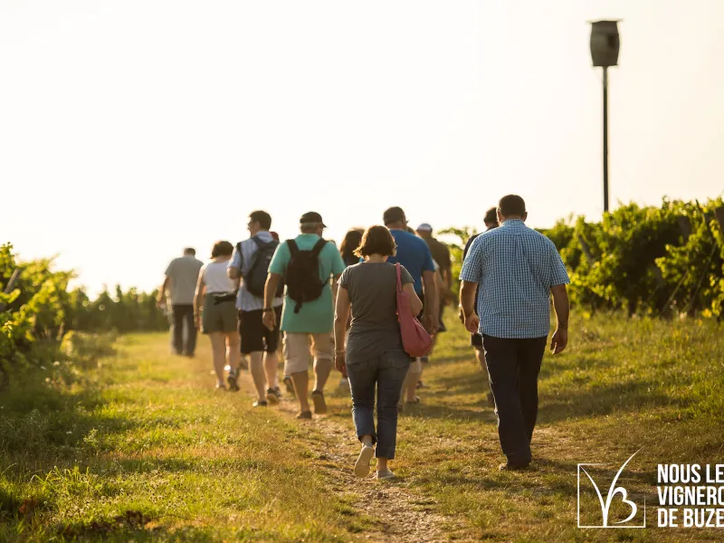 Balade pédestre dans le vignoble de Buzet