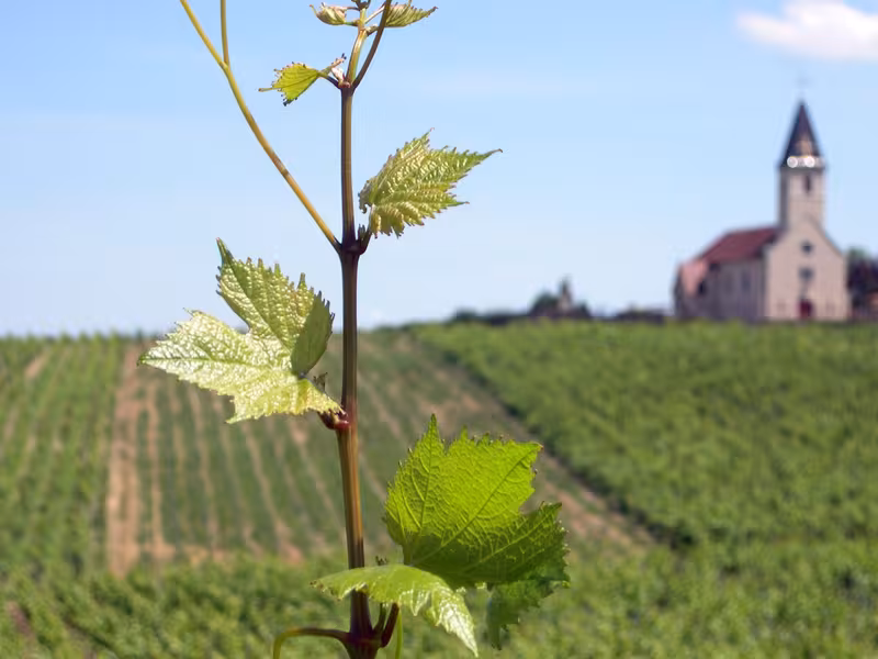 Vignobles de Bourgogne avec Randovélo