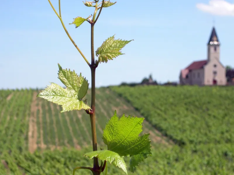 Vignobles de Bourgogne avec Randovélo