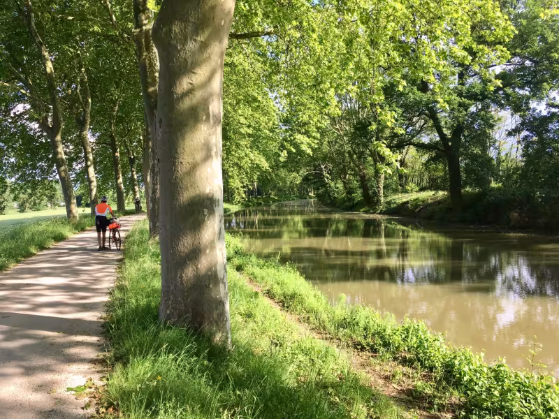 Sous les platanes du canal de Garonne