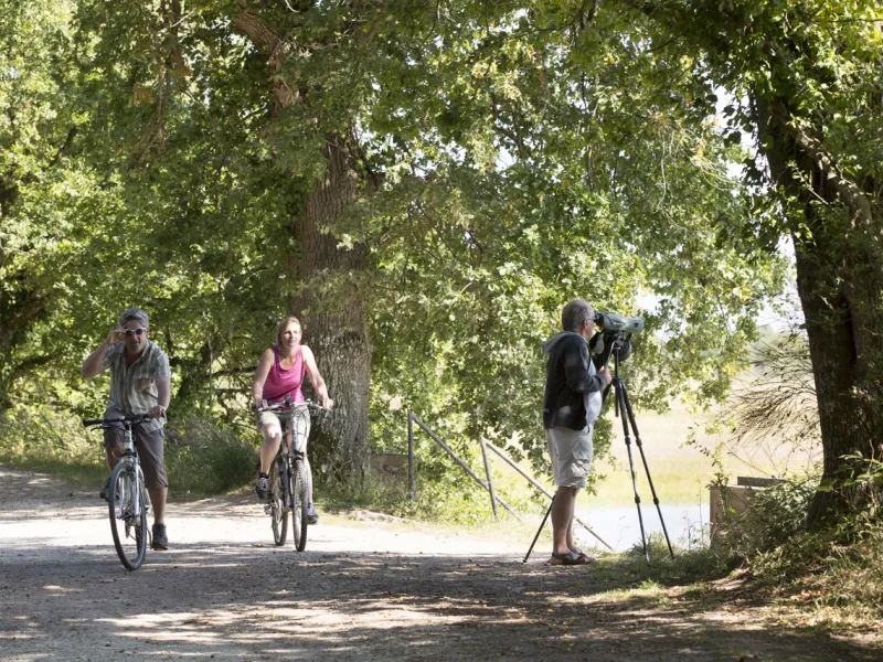 Observation d'oiseaux dans les étangs de la Brenne