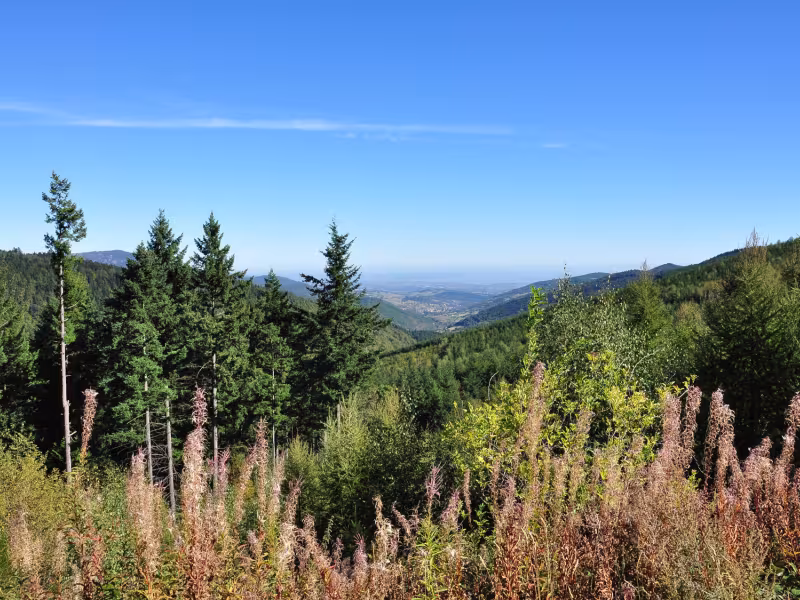 Col du Marchand - Pailharès