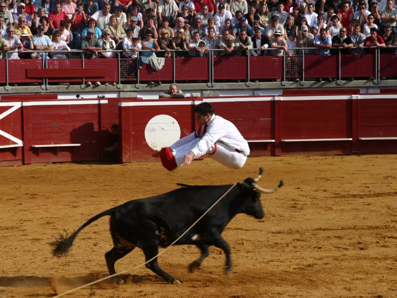 Les courses landaises : un sport traditionnel pratiqué dans les arènes