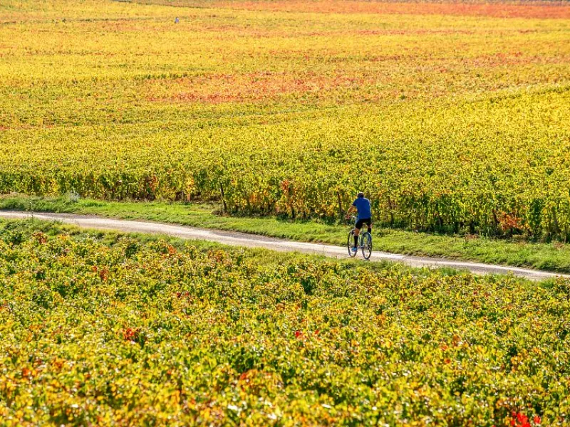 De Dijon à Mâcon à vélo avec Safrantours