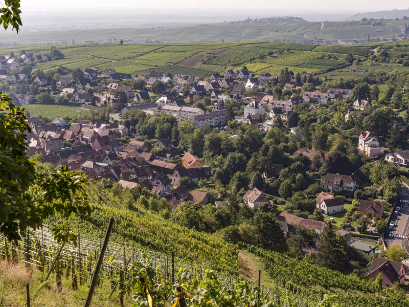 Panorama sur la Véloroute du Vignoble / EuroVelo 5