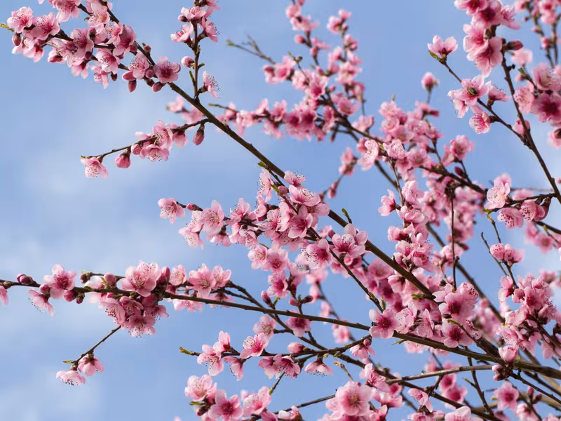 Fleurs de pêcher