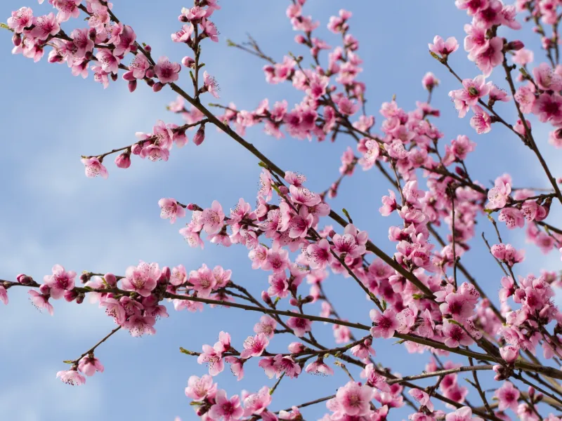 Fleurs de pêcher