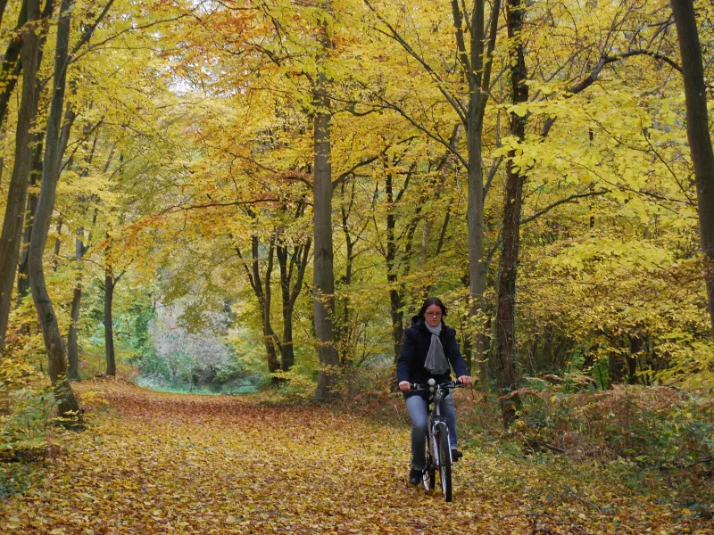 Cycliste en forêt de Compiègne