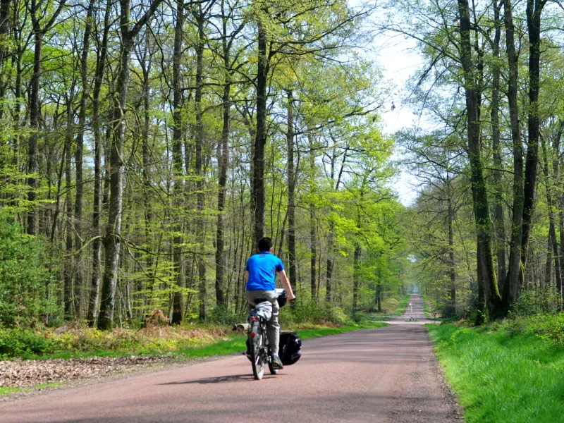 La Forêt domaniale de Bercé et Carnuta