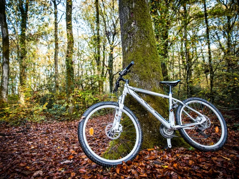 Forêt du lac de Vioreau