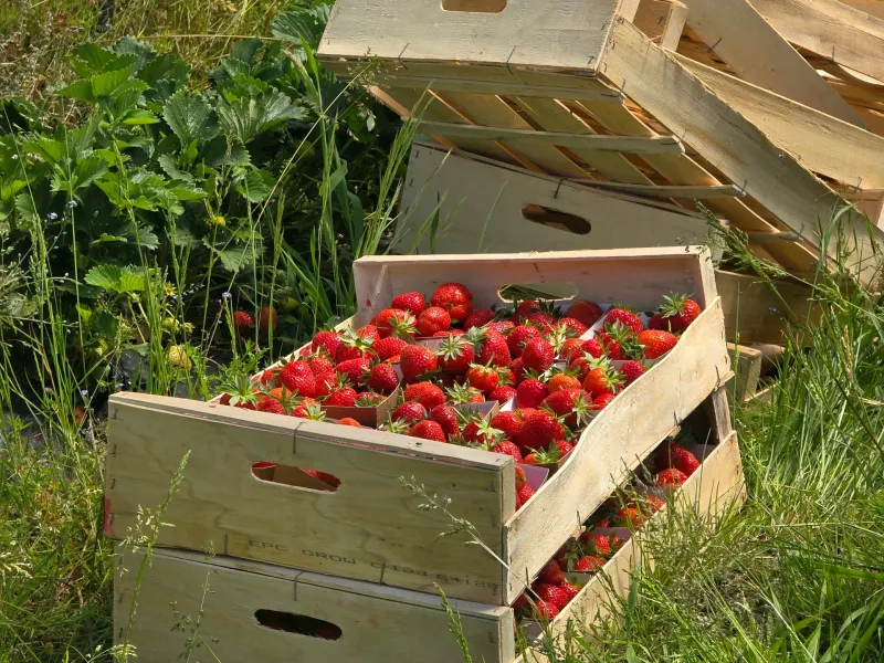 Fraise de Sologne