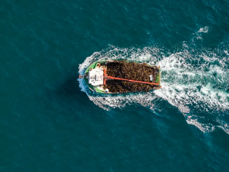 Goémonier à Lanildut