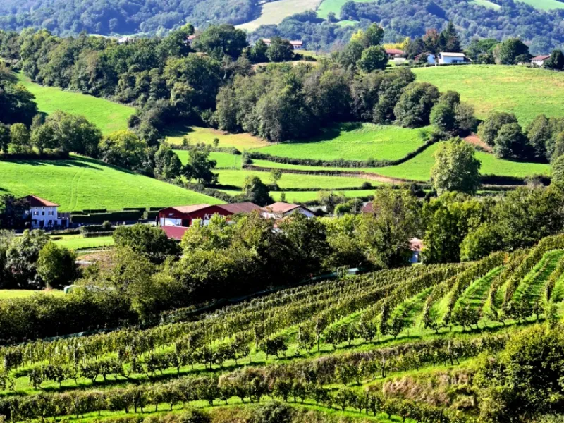Vignoble Irouléguy
