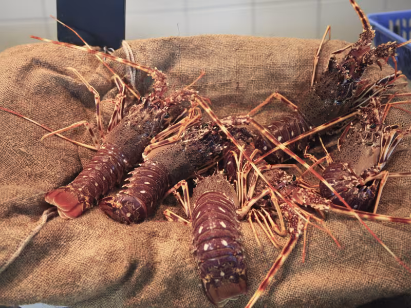Langouste péchée localement 