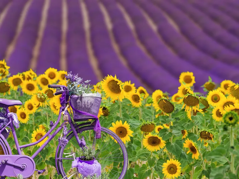 Lavandins de Provence Randovélo