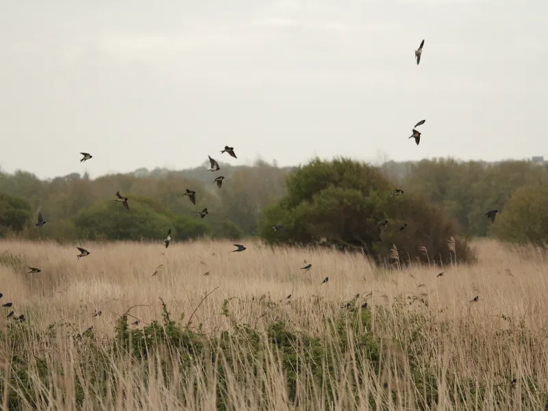 Hirondelles à Le Curnic