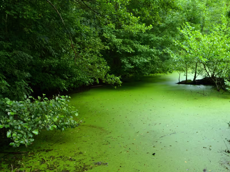Marais Poitevin - La Garette