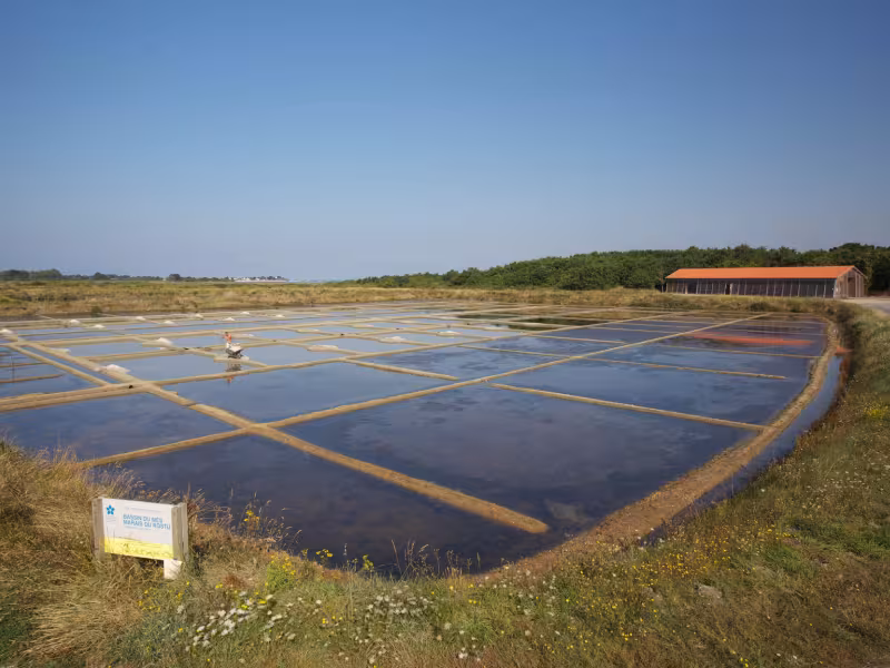 Marais du Mès salt marshes