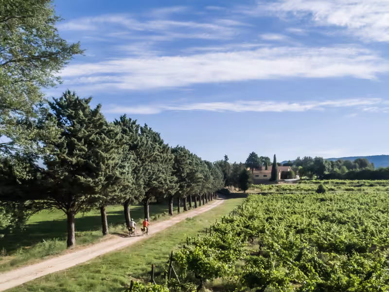 Explorer les vignobles à vélo - Jouques