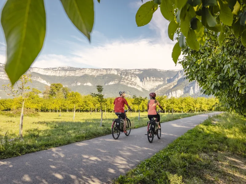 Cyclistes au milieu des noyeraies