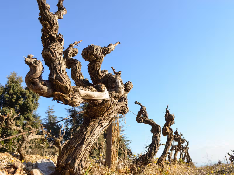 Vignes en Provence