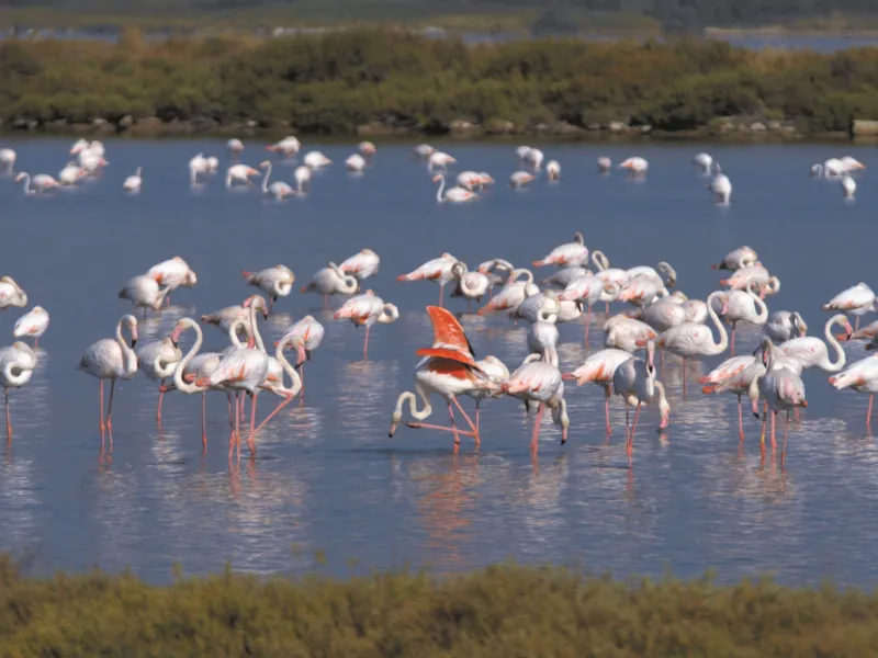 La Camargue et ses flamands roses à Villeneuve les Maguelone