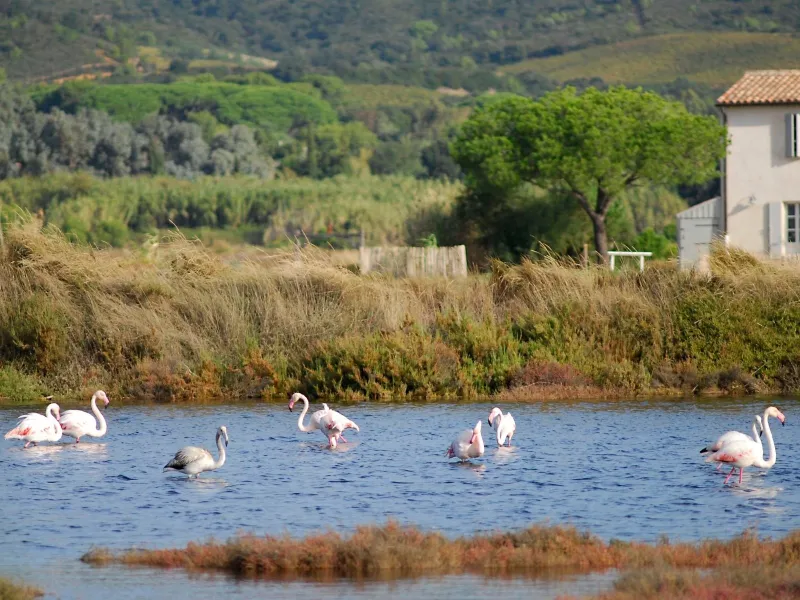 Salin des Pesquiers à Hyères