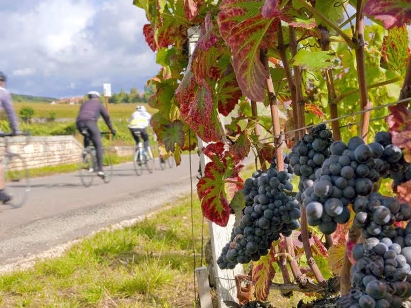 A vélo dans le vignoble de la Côte Chalonnaise